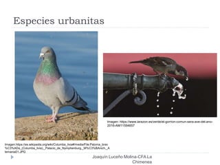 Especies urbanitas
Joaquín Luceño Molina-CFA La
Chimenea
Imagen:https://es.wikipedia.org/wiki/Columba_livia#/media/File:Paloma_brav
%C3%ADa_(Columba_livia),_Palacio_de_Nymphenburg,_M%C3%BAnich,_A
lemania01.JPG
Imagen: https://www.larazon.es/verde/el-gorrion-comun-sera-ave-del-ano-
2016-AM11594657
 