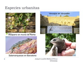 Especies urbanitas
Joaquín Luceño Molina-CFA La
Chimenea
Alcaparro en muros de Roma
Salamanquesas en Barcelona
Vencejos en Jerusalén
 