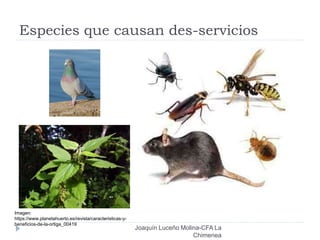 Especies que causan des-servicios
Joaquín Luceño Molina-CFA La
Chimenea
Imagen:
https://www.planetahuerto.es/revista/caracteristicas-y-
beneficios-de-la-ortiga_00419
 