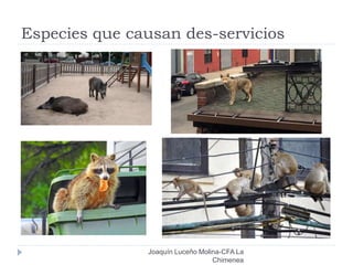Especies que causan des-servicios
Joaquín Luceño Molina-CFA La
Chimenea
 