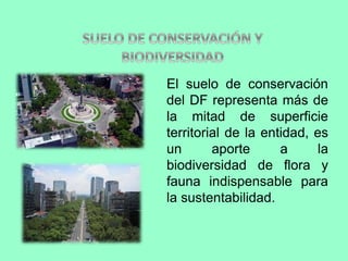 El suelo de conservación 
del DF representa más de 
la mitad de superficie 
territorial de la entidad, es 
un aporte a la 
biodiversidad de flora y 
fauna indispensable para 
la sustentabilidad. 
 
