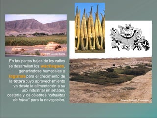 Valle bajo del Santa
Palacio Tschudi, Chanchán
En las partes bajas de los valles
se desarrollan los wachaques,
generándose humedales o
lagunas para el crecimiento de
la totora cuyo aprovechamiento
va desde la alimentación a su
uso industrial en petates,
cestería y los célebres “caballitos
de totora” para la navegación.
 