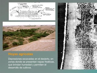 Hoyas agrícolas
Depresiones excavadas en el desierto, en
zonas donde se presentan napas freáticas,
que brindan humedad y permiten el
desarrollo de cultivos.
Hoyas de Chilca
 