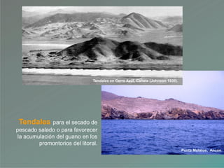 Tendales para el secado de
pescado salado o para favorecer
la acumulación del guano en los
promontorios del litoral.
Punta Mulatos, Ancón
Tendales en Cerro Azul, Cañete (Johnson 1930).
 