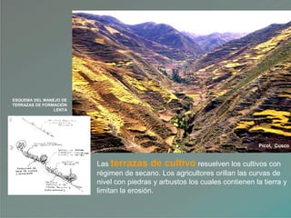Las terrazas de cultivo resuelven los cultivos con
régimen de secano. Los agricultores orillan las curvas de
nivel con piedras y arbustos los cuales contienen la tierra y
limitan la erosión.
ESQUEMA DEL MANEJO DE
TERRAZAS DE FORMACIÓN
LENTA
Picol, Cusco
 