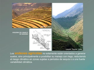 Los andenes agrícolas no solamente están orientados a generar
suelos, sino principalmente a posibilitar su manejo con riego. reduciendo
el riesgo climático en zonas sujetas a períodos de sequía o a una fuerte
variabilidad climática.
Laraos, Yauyos, Lima
Pisac, Cusco
ESQUEMA DEL MANEJO
DE ANDENES
 