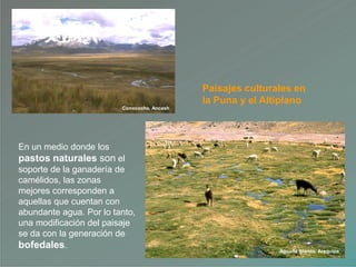 Conococha, Ancash
Paisajes culturales en
la Puna y el Altiplano
En un medio donde los
pastos naturales son el
soporte de la ganadería de
camélidos, las zonas
mejores corresponden a
aquellas que cuentan con
abundante agua. Por lo tanto,
una modificación del paisaje
se da con la generación de
bofedales.
Aguada Blanca, Arequipa
 