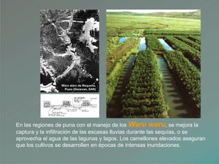 En las regiones de puna con el manejo de los Waru waru, se mejora la
captura y la infiltración de las escasas lluvias durante las sequías, o se
aprovecha el agua de las lagunas y lagos. Los camellones elevados aseguran
que los cultivos se desarrollen en épocas de intensas inundaciones.
Waru waru de Requeña,
Puno (Denevan, SAN)
 