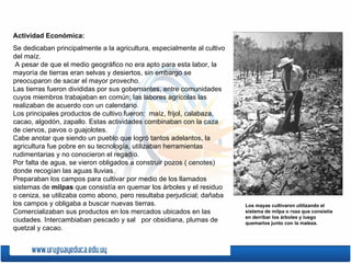 Actividad Económica:
Se dedicaban principalmente a la agricultura, especialmente al cultivo
del maíz.
 A pesar de que el medio geográfico no era apto para esta labor, la
mayoría de tierras eran selvas y desiertos, sin embargo se
preocuparon de sacar el mayor provecho.
Las tierras fueron divididas por sus gobernantes, entre comunidades
cuyos miembros trabajaban en común; las labores agrícolas las
realizaban de acuerdo con un calendario.
Los principales productos de cultivo fueron: maíz, frijol, calabaza,
cacao, algodón, zapallo. Estas actividades combinaban con la caza
de ciervos, pavos o guajolotes.
Cabe anotar que siendo un pueblo que logró tantos adelantos, la
agricultura fue pobre en su tecnología, utilizaban herramientas
rudimentarias y no conocieron el regadío.
Por falta de agua, se vieron obligados a construir pozos ( cenotes)
donde recogían las aguas lluvias.
Preparaban los campos para cultivar por medio de los llamados
sistemas de milpas que consistía en quemar los árboles y el residuo
o ceniza, se utilizaba como abono, pero resultaba perjudicial; dañaba
los campos y obligaba a buscar nuevas tierras.                           Los mayas cultivaron utilizando el
Comercializaban sus productos en los mercados ubicados en las            sistema de milpa o roza que consistía
                                                                         en derribar los árboles y luego
ciudades. Intercambiaban pescado y sal por obsidiana, plumas de          quemarlos junto con la maleza.
quetzal y cacao.
 