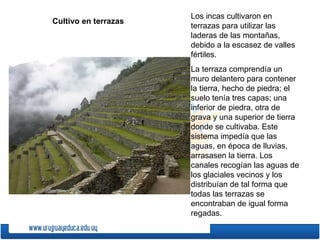 Los incas cultivaron en
Cultivo en terrazas
                      terrazas para utilizar las
                      laderas de las montañas,
                      debido a la escasez de valles
                      fértiles.
                      La terraza comprendía un
                      muro delantero para contener
                      la tierra, hecho de piedra; el
                      suelo tenía tres capas; una
                      inferior de piedra, otra de
                      grava y una superior de tierra
                      donde se cultivaba. Este
                      sistema impedía que las
                      aguas, en época de lluvias,
                      arrasasen la tierra. Los
                      canales recogían las aguas de
                      los glaciales vecinos y los
                      distribuían de tal forma que
                      todas las terrazas se
                      encontraban de igual forma
                      regadas.
 