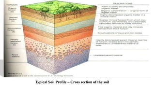 Typical Soil Profile – Cross section of the soil
 