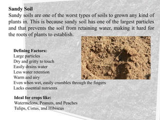 Sandy Soil
Sandy soils are one of the worst types of soils to grown any kind of
plants in. This is because sandy soil has one of the largest particles
and that prevents the soil from retaining water, making it hard for
the roots of plants to establish.
Defining Factors:
Large particles
Dry and gritty to touch
Easily drains water
Less water retention
Warm and airy
Even when wet, easily crumbles through the fingers
Lacks essential nutrients
Ideal for crops like:
Watermelons, Peanuts, and Peaches
Tulips, Cistus, and Hibiscus
 