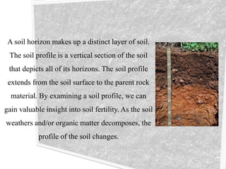 A soil horizon makes up a distinct layer of soil.
The soil profile is a vertical section of the soil
that depicts all of its horizons. The soil profile
extends from the soil surface to the parent rock
material. By examining a soil profile, we can
gain valuable insight into soil fertility. As the soil
weathers and/or organic matter decomposes, the
profile of the soil changes.
 