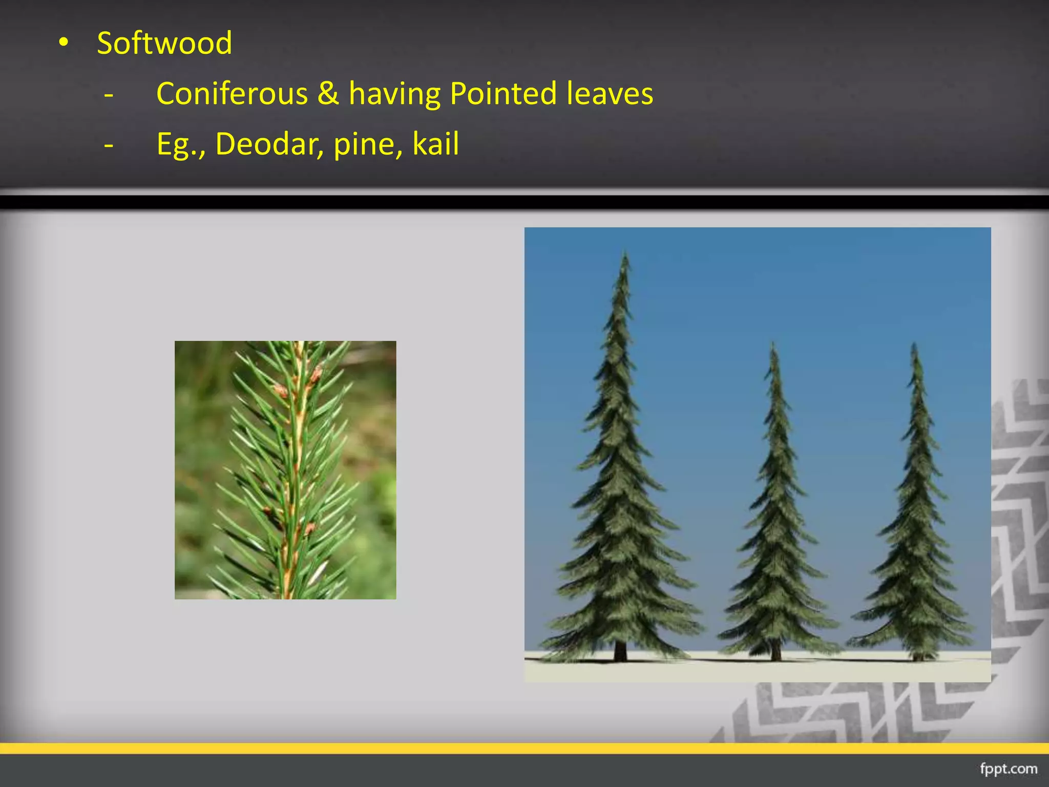 • Softwood
- Coniferous & having Pointed leaves
- Eg., Deodar, pine, kail
 