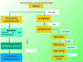 PROCESO DE
HOMINIZACIÓN
BIPEDISMO
MARCHA DE DOS
EXTREMIDADES
CONSTRUIR
HERRAMIENTAS.
AUMENTO CERERAL
eVoluCiÓn D eloas espeCies
LOS HOMÍNIDOS
PRIMATES
Dieron paso
AUSTROLOPITECUS
como
HOMO HABILIS
HOMO ERECTUS
HOMO SAPIENS
HOMO SAPIENS
SAPIENS
descendiente
Dio origen
descendiente
 