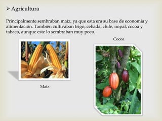  Agricultura

Principalmente sembraban maíz, ya que esta era su base de economía y
alimentación. También cultivaban trigo, cebada, chile, nopal, cocoa y
tabaco, aunque este lo sembraban muy poco.
                                                    Cocoa




                Maíz
 