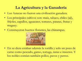 La Agricultura y la Ganadería
• Los Aztecas no fueron una civilización ganadera.
• Los principales cultivos son: maíz, tabaco, chiles (ají),
frijoles, zapallos, aguacates, tomates, patatas, frutas y
maguey.
• Construyeron huertos flotantes, las chinampas.
• En su dieta estaban además la tortilla y solo un poco de
carne como pescado, ganso, tortuga, ranas e insectos. Y
los nobles comían también pollos, pavos y perros.
 
