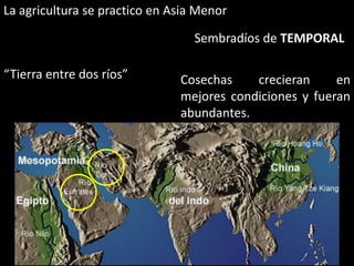 La agricultura se practico en Asia Menor Sembradíos de TEMPORAL “Tierra entre dos ríos” Cosechas crecieran en mejores condiciones y fueran abundantes. 