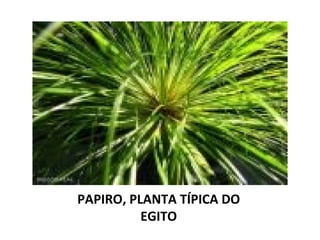 PAPIRO, PLANTA TÍPICA DO EGITO 