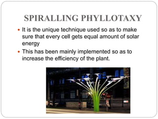 SPIRALLING PHYLLOTAXY
 It is the unique technique used so as to make
sure that every cell gets equal amount of solar
energy
 This has been mainly implemented so as to
increase the efficiency of the plant.
 