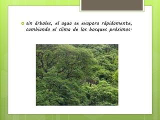  sin árboles, el agua se evapora rápidamente,
cambiando el clima de los bosques próximos.
 