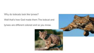 Why do bobcats look like lynxes?
Well that's how God made them.The bobcat and
lynxes are different colored and so you know.
 