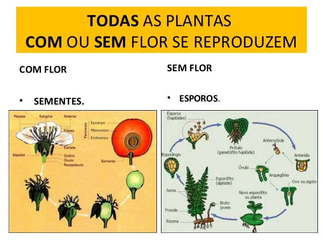 reprodução das plantas.