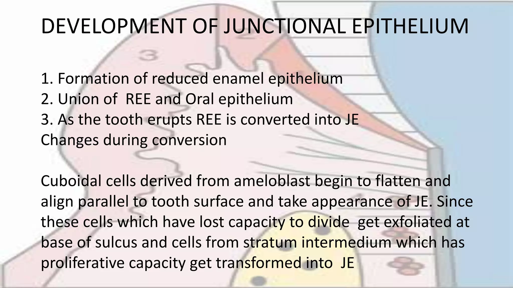 junctional epithelium | PPTX
