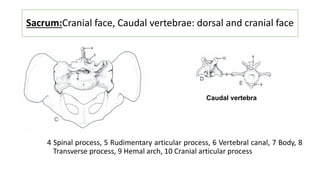 The pelvic girdle (sacrum) in English presentation .pdf