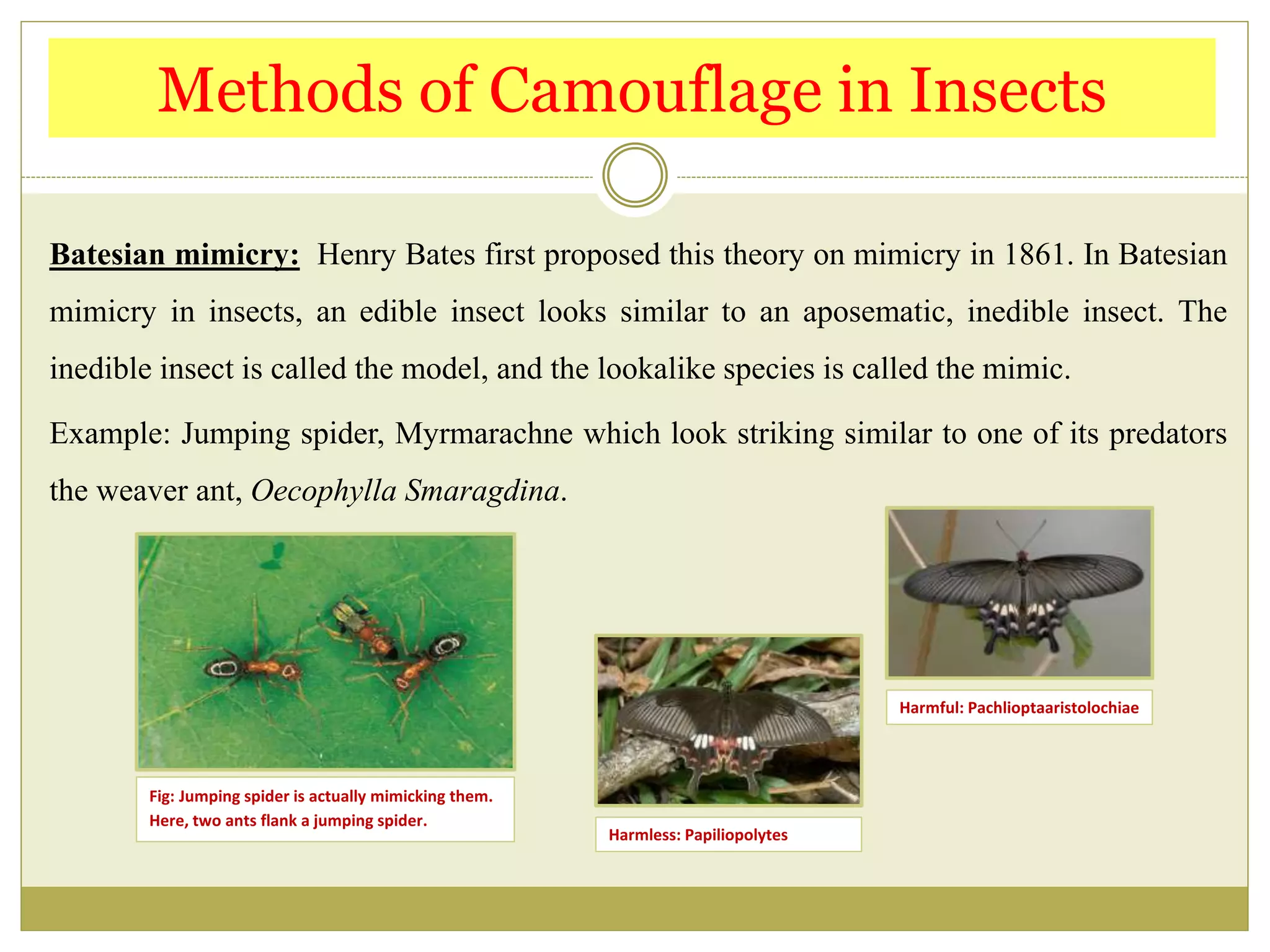 Camouflage In Insects The Mimic Masters PPTX camouflage-in-insects-the-mimic-masters-pptx