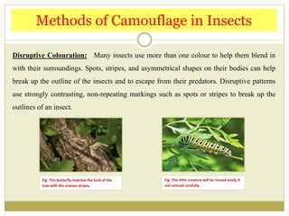 Disruptive Colouration: Many insects use more than one colour to help them blend in
with their surroundings. Spots, stripes, and asymmetrical shapes on their bodies can help
break up the outline of the insects and to escape from their predators. Disruptive patterns
use strongly contrasting, non-repeating markings such as spots or stripes to break up the
outlines of an insect.
Methods of Camouflage in Insects
Fig: This butterfly matches the bark of the
tree with the uneven stripes.
Fig: This little creature will be missed easily if
not noticed carefully.
 