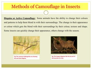 Disguise or Active Camouflage: Some animals have the ability to change their colours
and patterns to help them blend in with their surroundings. The change in their appearance
or colour which gets the blend with their surroundings by their colour, texture and shape.
Some insects can quickly change their appearance, others change with the season.
Methods of Camouflage in Insects
Fig: The common walkingsticks are showing
the next level disguise.
Fig: This hopper disguises like the dry leaf of
the branches of a tree.
 