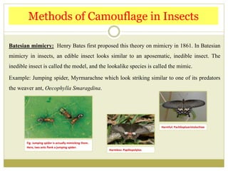 Batesian mimicry: Henry Bates first proposed this theory on mimicry in 1861. In Batesian
mimicry in insects, an edible insect looks similar to an aposematic, inedible insect. The
inedible insect is called the model, and the lookalike species is called the mimic.
Example: Jumping spider, Myrmarachne which look striking similar to one of its predators
the weaver ant, Oecophylla Smaragdina.
Methods of Camouflage in Insects
Fig: Jumping spider is actually mimicking them.
Here, two ants flank a jumping spider.
Harmless: Papiliopolytes
Harmful: Pachlioptaaristolochiae
 