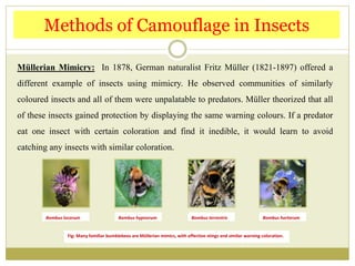 Müllerian Mimicry: In 1878, German naturalist Fritz Müller (1821-1897) offered a
different example of insects using mimicry. He observed communities of similarly
coloured insects and all of them were unpalatable to predators. Müller theorized that all
of these insects gained protection by displaying the same warning colours. If a predator
eat one insect with certain coloration and find it inedible, it would learn to avoid
catching any insects with similar coloration.
Methods of Camouflage in Insects
Bombus lucorum Bombus hypnorum Bombus terrestris Bombus hortorum
Fig: Many familiar bumblebees are Müllerian mimics, with effective stings and similar warning coloration.
 