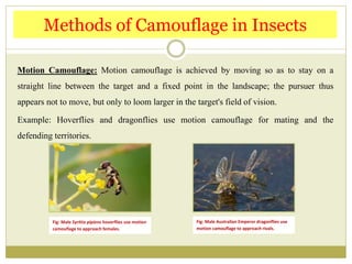 Motion Camouflage: Motion camouflage is achieved by moving so as to stay on a
straight line between the target and a fixed point in the landscape; the pursuer thus
appears not to move, but only to loom larger in the target's field of vision.
Example: Hoverflies and dragonflies use motion camouflage for mating and the
defending territories.
Methods of Camouflage in Insects
Fig: Male Syritta pipiens hoverflies use motion
camouflage to approach females.
Fig: Male Australian Emperor dragonflies use
motion camouflage to approach rivals.
 