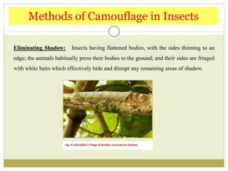 Eliminating Shadow: Insects having flattened bodies, with the sides thinning to an
edge; the animals habitually press their bodies to the ground; and their sides are fringed
with white hairs which effectively hide and disrupt any remaining areas of shadow.
Methods of Camouflage in Insects
Fig: A caterpillar's fringe of bristles conceals its shadow.
 