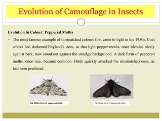 Evolution in Colour: Peppered Moths
 The most famous example of mismatched colours first came to light in the 1950s. Coal
smoke had darkened England’s trees, so that light pepper moths, once blended nicely
against bark, now stood out against the smudgy background. A dark form of peppered
moths, once rare, became common. Birds quickly attacked the mismatched ones, as
had been predicted.
Evolution of Camouflage in Insects
Fig: White form of peppered moth. Fig: Black form of peppered moth.
 