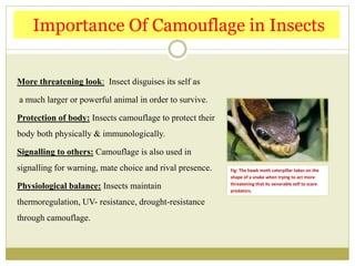 More threatening look: Insect disguises its self as
a much larger or powerful animal in order to survive.
Protection of body: Insects camouflage to protect their
body both physically & immunologically.
Signalling to others: Camouflage is also used in
signalling for warning, mate choice and rival presence.
Physiological balance: Insects maintain
thermoregulation, UV- resistance, drought-resistance
through camouflage.
Importance Of Camouflage in Insects
Fig: The hawk moth caterpillar takes on the
shape of a snake when trying to act more
threatening that its venerable self to scare
predators.
 