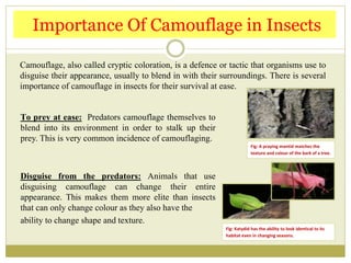 Camouflage in Insects - The Mimic Masters