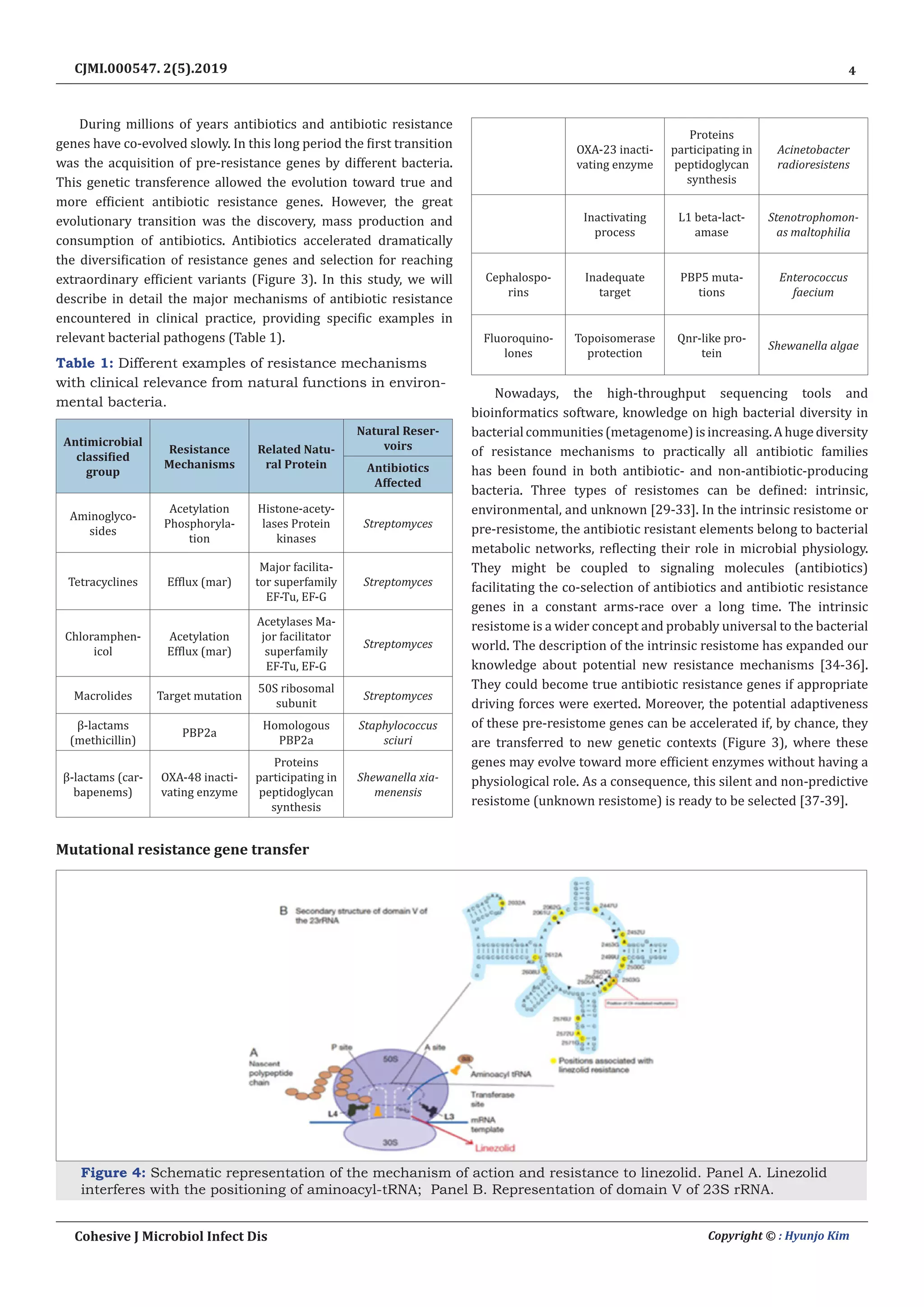 4
Cohesive J Microbiol Infect Dis Copyright © : Hyunjo Kim
CJMI.000547. 2(5).2019
During millions of years antibiotics and antibiotic resistance
genes have co-evolved slowly. In this long period the first transition
was the acquisition of pre-resistance genes by different bacteria.
This genetic transference allowed the evolution toward true and
more efficient antibiotic resistance genes. However, the great
evolutionary transition was the discovery, mass production and
consumption of antibiotics. Antibiotics accelerated dramatically
the diversification of resistance genes and selection for reaching
extraordinary efficient variants (Figure 3). In this study, we will
describe in detail the major mechanisms of antibiotic resistance
encountered in clinical practice, providing specific examples in
relevant bacterial pathogens (Table 1).
Table 1: Different examples of resistance mechanisms
with clinical relevance from natural functions in environ-
mental bacteria.
Antimicrobial
classified
group
Resistance
Mechanisms
Related Natu-
ral Protein
Natural Reser-
voirs
Antibiotics
Affected
Aminoglyco-
sides
Acetylation
Phosphoryla-
tion
Histone-acety-
lases Protein
kinases
Streptomyces
Tetracyclines Efflux (mar)
Major facilita-
tor superfamily
EF-Tu, EF-G
Streptomyces
Chloramphen-
icol
Acetylation
Efflux (mar)
Acetylases Ma-
jor facilitator
superfamily
EF-Tu, EF-G
Streptomyces
Macrolides Target mutation
50S ribosomal
subunit
Streptomyces
β-lactams
(methicillin)
PBP2a
Homologous
PBP2a
Staphylococcus
sciuri
β-lactams (car-
bapenems)
OXA-48 inacti-
vating enzyme
Proteins
participating in
peptidoglycan
synthesis
Shewanella xia-
menensis
 
OXA-23 inacti-
vating enzyme
Proteins
participating in
peptidoglycan
synthesis
Acinetobacter
radioresistens
 
Inactivating
process
L1 beta-lact-
amase
Stenotrophomon-
as maltophilia
Cephalospo-
rins
Inadequate
target
PBP5 muta-
tions
Enterococcus
faecium
Fluoroquino-
lones
Topoisomerase
protection
Qnr-like pro-
tein
Shewanella algae
Nowadays, the high-throughput sequencing tools and
bioinformatics software, knowledge on high bacterial diversity in
bacterialcommunities(metagenome)isincreasing.Ahugediversity
of resistance mechanisms to practically all antibiotic families
has been found in both antibiotic- and non-antibiotic-producing
bacteria. Three types of resistomes can be defined: intrinsic,
environmental, and unknown [29-33]. In the intrinsic resistome or
pre-resistome, the antibiotic resistant elements belong to bacterial
metabolic networks, reflecting their role in microbial physiology.
They might be coupled to signaling molecules (antibiotics)
facilitating the co-selection of antibiotics and antibiotic resistance
genes in a constant arms-race over a long time. The intrinsic
resistome is a wider concept and probably universal to the bacterial
world. The description of the intrinsic resistome has expanded our
knowledge about potential new resistance mechanisms [34-36].
They could become true antibiotic resistance genes if appropriate
driving forces were exerted. Moreover, the potential adaptiveness
of these pre-resistome genes can be accelerated if, by chance, they
are transferred to new genetic contexts (Figure 3), where these
genes may evolve toward more efficient enzymes without having a
physiological role. As a consequence, this silent and non-predictive
resistome (unknown resistome) is ready to be selected [37-39].
Mutational resistance gene transfer
Figure 4: Schematic representation of the mechanism of action and resistance to linezolid. Panel A. Linezolid
interferes with the positioning of aminoacyl-tRNA; Panel B. Representation of domain V of 23S rRNA.
 