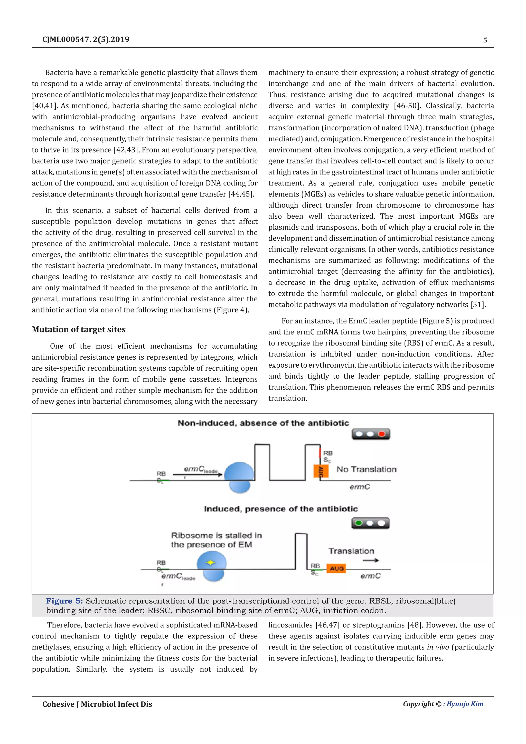 5
Cohesive J Microbiol Infect Dis Copyright © : Hyunjo Kim
CJMI.000547. 2(5).2019
Bacteria have a remarkable genetic plasticity that allows them
to respond to a wide array of environmental threats, including the
presence of antibiotic molecules that may jeopardize their existence
[40,41]. As mentioned, bacteria sharing the same ecological niche
with antimicrobial-producing organisms have evolved ancient
mechanisms to withstand the effect of the harmful antibiotic
molecule and, consequently, their intrinsic resistance permits them
to thrive in its presence [42,43]. From an evolutionary perspective,
bacteria use two major genetic strategies to adapt to the antibiotic
attack, mutations in gene(s) often associated with the mechanism of
action of the compound, and acquisition of foreign DNA coding for
resistance determinants through horizontal gene transfer [44,45].
In this scenario, a subset of bacterial cells derived from a
susceptible population develop mutations in genes that affect
the activity of the drug, resulting in preserved cell survival in the
presence of the antimicrobial molecule. Once a resistant mutant
emerges, the antibiotic eliminates the susceptible population and
the resistant bacteria predominate. In many instances, mutational
changes leading to resistance are costly to cell homeostasis and
are only maintained if needed in the presence of the antibiotic. In
general, mutations resulting in antimicrobial resistance alter the
antibiotic action via one of the following mechanisms (Figure 4).
Mutation of target sites
One of the most efficient mechanisms for accumulating
antimicrobial resistance genes is represented by integrons, which
are site-specific recombination systems capable of recruiting open
reading frames in the form of mobile gene cassettes. Integrons
provide an efficient and rather simple mechanism for the addition
of new genes into bacterial chromosomes, along with the necessary
machinery to ensure their expression; a robust strategy of genetic
interchange and one of the main drivers of bacterial evolution.
Thus, resistance arising due to acquired mutational changes is
diverse and varies in complexity [46-50]. Classically, bacteria
acquire external genetic material through three main strategies,
transformation (incorporation of naked DNA), transduction (phage
mediated) and, conjugation. Emergence of resistance in the hospital
environment often involves conjugation, a very efficient method of
gene transfer that involves cell-to-cell contact and is likely to occur
at high rates in the gastrointestinal tract of humans under antibiotic
treatment. As a general rule, conjugation uses mobile genetic
elements (MGEs) as vehicles to share valuable genetic information,
although direct transfer from chromosome to chromosome has
also been well characterized. The most important MGEs are
plasmids and transposons, both of which play a crucial role in the
development and dissemination of antimicrobial resistance among
clinically relevant organisms. In other words, antibiotics resistance
mechanisms are summarized as following; modifications of the
antimicrobial target (decreasing the affinity for the antibiotics),
a decrease in the drug uptake, activation of efflux mechanisms
to extrude the harmful molecule, or global changes in important
metabolic pathways via modulation of regulatory networks [51].
For an instance, the ErmC leader peptide (Figure 5) is produced
and the ermC mRNA forms two hairpins, preventing the ribosome
to recognize the ribosomal binding site (RBS) of ermC. As a result,
translation is inhibited under non-induction conditions. After
exposuretoerythromycin,theantibioticinteractswiththeribosome
and binds tightly to the leader peptide, stalling progression of
translation. This phenomenon releases the ermC RBS and permits
translation.
Figure 5: Schematic representation of the post-transcriptional control of the gene. RBSL, ribosomal(blue)
binding site of the leader; RBSC, ribosomal binding site of ermC; AUG, initiation codon.
Therefore, bacteria have evolved a sophisticated mRNA-based
control mechanism to tightly regulate the expression of these
methylases, ensuring a high efficiency of action in the presence of
the antibiotic while minimizing the fitness costs for the bacterial
population. Similarly, the system is usually not induced by
lincosamides [46,47] or streptogramins [48]. However, the use of
these agents against isolates carrying inducible erm genes may
result in the selection of constitutive mutants in vivo (particularly
in severe infections), leading to therapeutic failures.
 