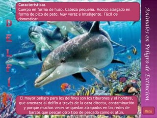Características




                                                                          Animales en Peligro de Extincion
Cuerpo en forma de huso. Cabeza pequeña. Hocico alargado en
forma de pico de pato. Muy voraz e inteligente. Fácil de
domesticar.




 El mayor peligro para los delfines son los tiburones y el hombre,
que amenaza al delfín a través de la caza directa, contaminación
   y porque muchas veces se quedan atrapados en las redes de
                                                                             Menú
      barcos que pescan otro tipo de pescado como el atún.           12
 