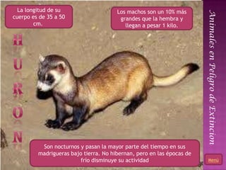 La longitud de su                    Los machos son un 10% más




                                                                            Animales en Peligro de Extincion
cuerpo es de 35 a 50                    grandes que la hembra y
        cm.                               llegan a pesar 1 kilo.




          Son nocturnos y pasan la mayor parte del tiempo en sus
         madrigueras bajo tierra. No hibernan, pero en las épocas de
                         frío disminuye su actividad                   16
                                                                               Menú
 
