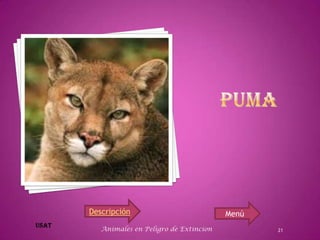 Descripción                           Menú
   Animales en Peligro de Extincion          21
 