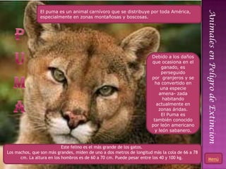 El puma es un animal carnívoro que se distribuye por toda América,




                                                                                                 Animales en Peligro de Extincion
                especialmente en zonas montañosas y boscosas.




                                                                      Debido a los daños
                                                                      que ocasiona en el
                                                                           ganado, es
                                                                           perseguido
                                                                      por granjeros y se
                                                                        ha convertido en
                                                                           una especie
                                                                          amena- zada
                                                                            habitando
                                                                        actualmente en
                                                                          zonas áridas.
                                                                           El Puma es
                                                                       también conocido
                                                                      por león americano
                                                                        y león sabanero.


                           Este felino es el más grande de los gatos.
Los machos, que son más grandes, miden de uno a dos metros de longitud más la cola de 66 a 78
      cm. La altura en los hombros es de 60 a 70 cm. Puede pesar entre los 40 y 100 kg.             Menú
                                                                                            22
 