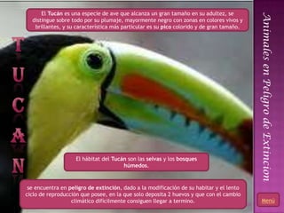 El Tucán es una especie de ave que alcanza un gran tamaño en su adultez, se




                                          ...