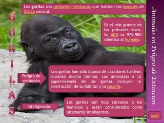 Los gorilas son primates herbívoros que habitan los bosques de




                                                       ...