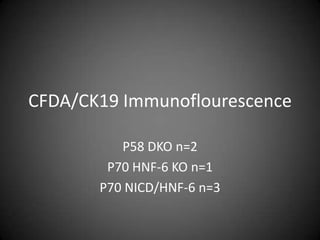 CFDA/CK19 Immunoflourescence P58 DKO n=2 P70 HNF-6 KO n=1 P70 NICD/HNF-6 n=3 