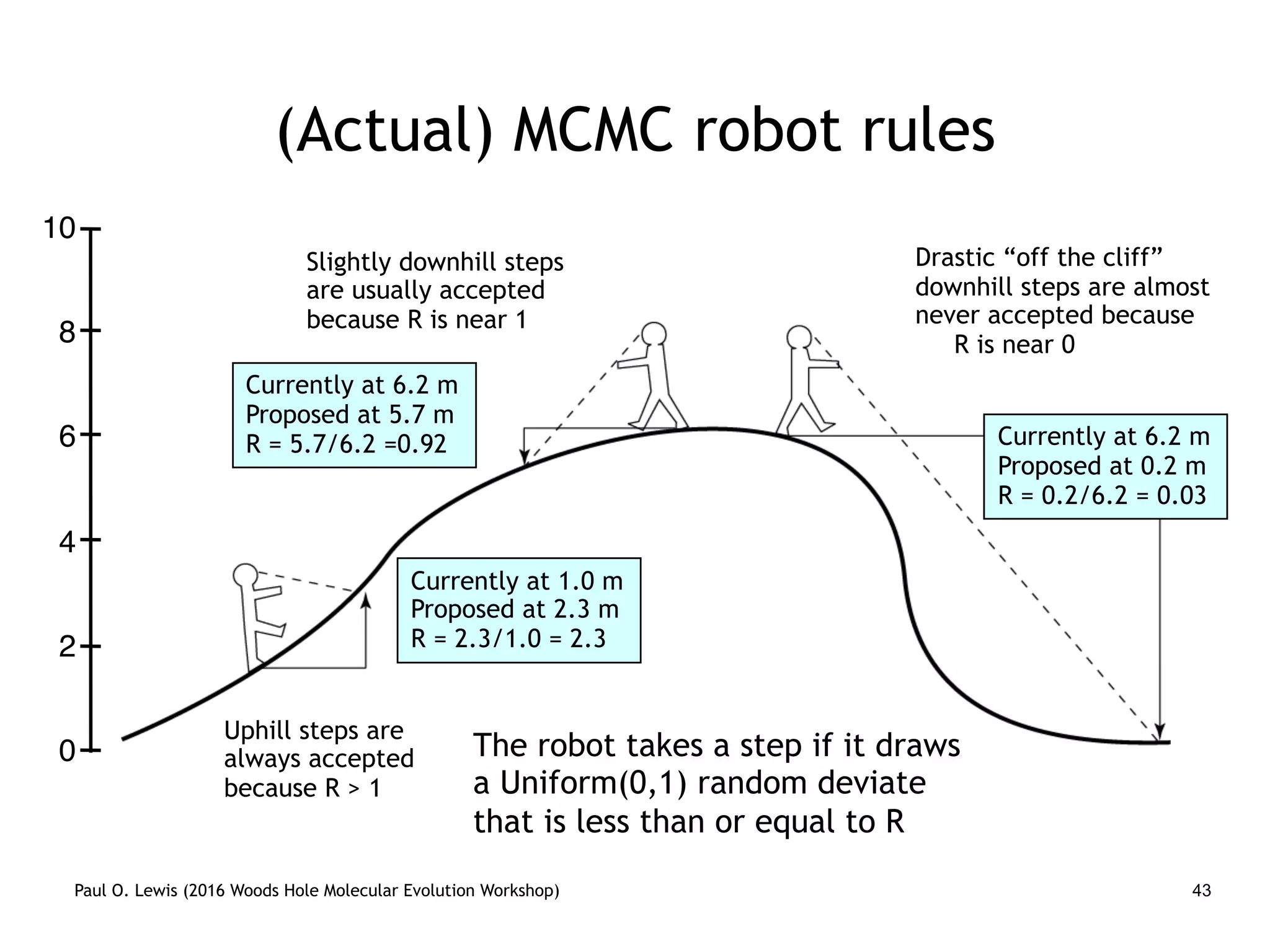 Paul O. Lewis (2016 Woods Hole Molecular Evolution Workshop) 43
(Actual) MCMC robot rules
Uphill steps are
always accepted
because R > 1
Slightly downhill steps
are usually accepted
because R is near 1
Drastic “off the cliff”
downhill steps are almost
never accepted because
R is near 0
Currently at 1.0 m
Proposed at 2.3 m
R = 2.3/1.0 = 2.3
Currently at 6.2 m
Proposed at 5.7 m
R = 5.7/6.2 =0.92 Currently at 6.2 m
Proposed at 0.2 m
R = 0.2/6.2 = 0.03
6
8
4
2
0
10
The robot takes a step if it draws
a Uniform(0,1) random deviate
that is less than or equal to R
 