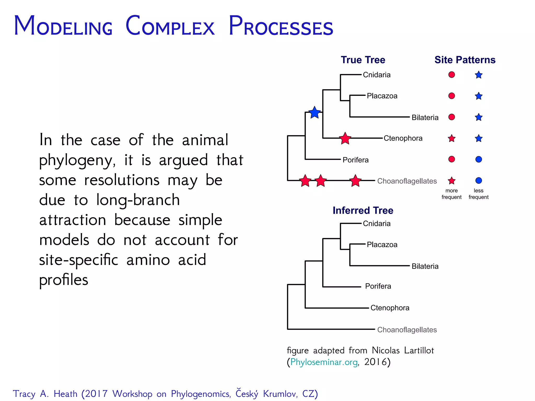 M C P
In the case of the animal
phylogeny, it is argued that
some resolutions may be
due to long-branch
attraction because simple
models do not account for
site-speciﬁc amino acid
proﬁles
Choanoflagellates
Porifera
Ctenophora
Placazoa
Cnidaria
Bilateria
Site Patterns
more
frequent
less
frequent
True Tree
Choanoflagellates
Porifera
Ctenophora
Placazoa
Cnidaria
Bilateria
Inferred Tree
ﬁgure adapted from Nicolas Lartillot
(Phyloseminar.org, 2016)
Tracy A. Heath (2017 Workshop on Phylogenomics, Český Krumlov, CZ)
 